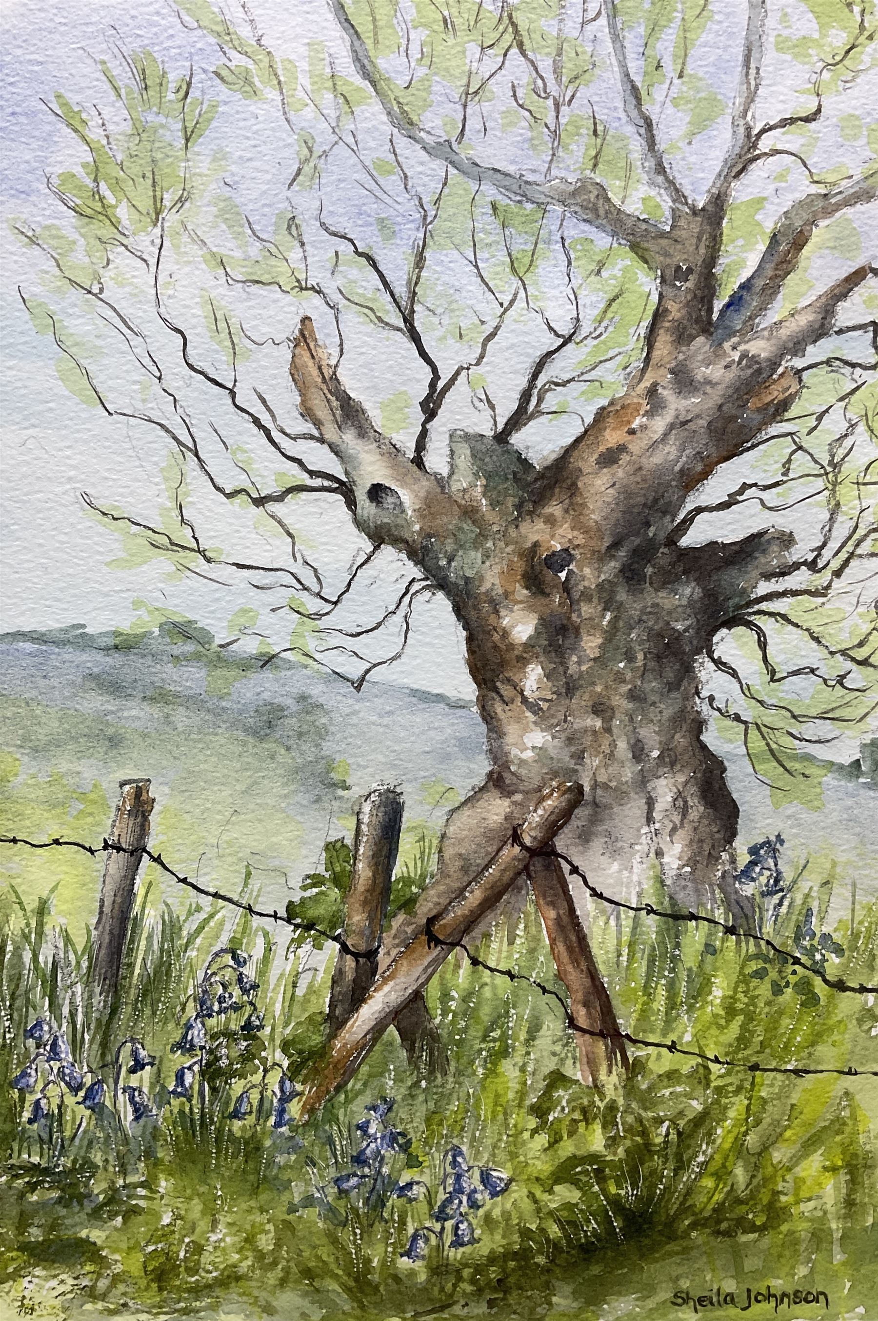 Sheila Johnson (British 20th century): Ancient Tree with Bluebells and 'Reflection - Northumberland' - Image 3 of 3