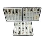 Entomology: collection of twenty six insect specimens