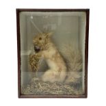 Taxidermy: Cased Red Squirrel (Sciurus vulgaris)