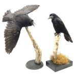 Taxidermy: Carrion crows (Corvus corone) modern