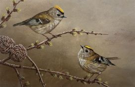 Robert E Fuller (British 1972-): 'Goldcrest on Larch'