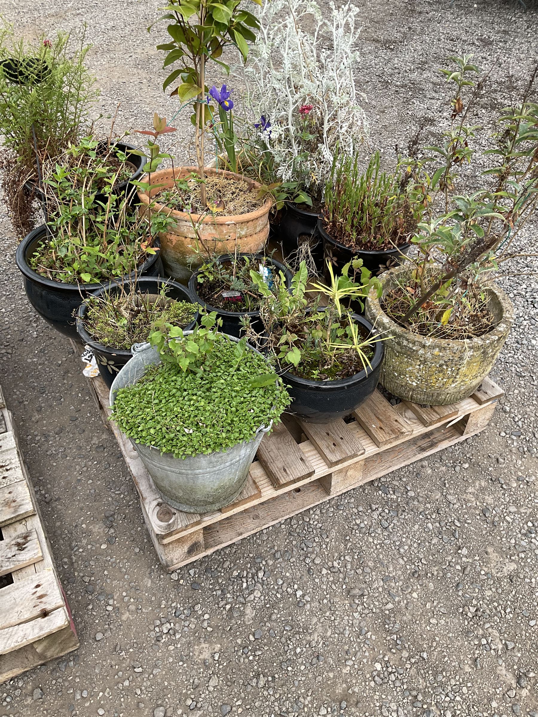 Large quantity of planters - Image 4 of 6