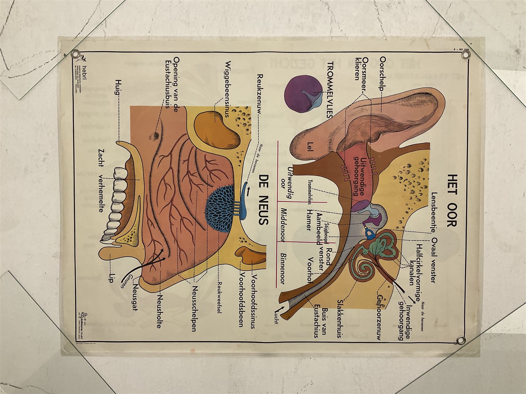 Three early 1980s Dutch medical posters - Image 2 of 7