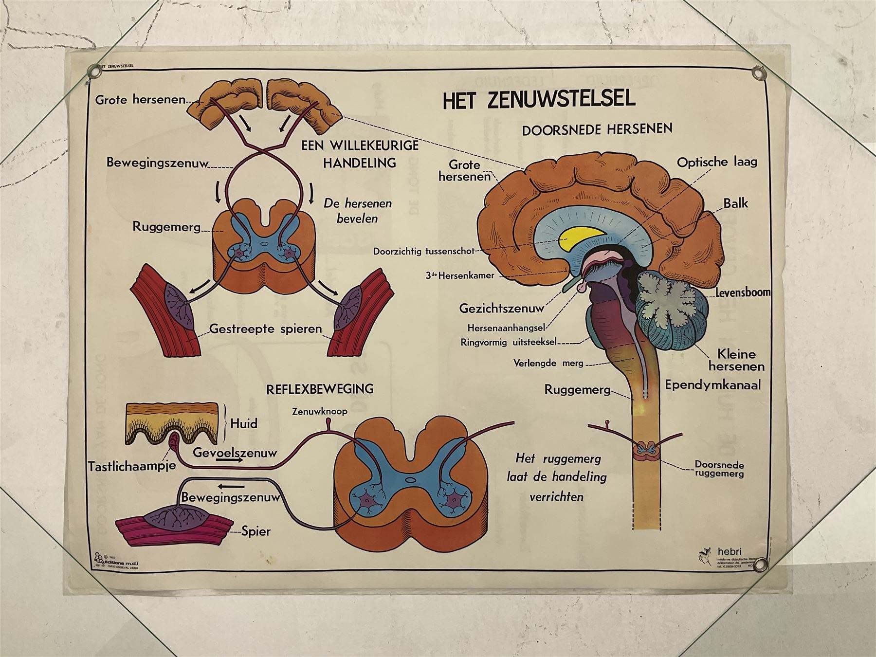 Three early 1980s Dutch medical posters - Image 4 of 7