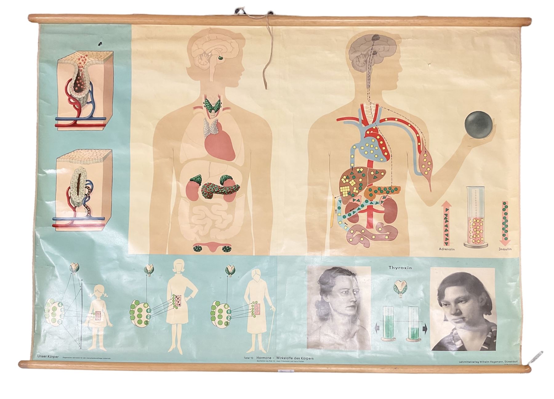 Large 1960s German educational school poster illustrating the endocrine (hormone) system