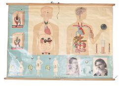 Large 1960s German educational school poster illustrating the endocrine (hormone) system