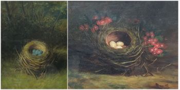 English School (early 20th century): Speckled and Blue Eggs in Nest