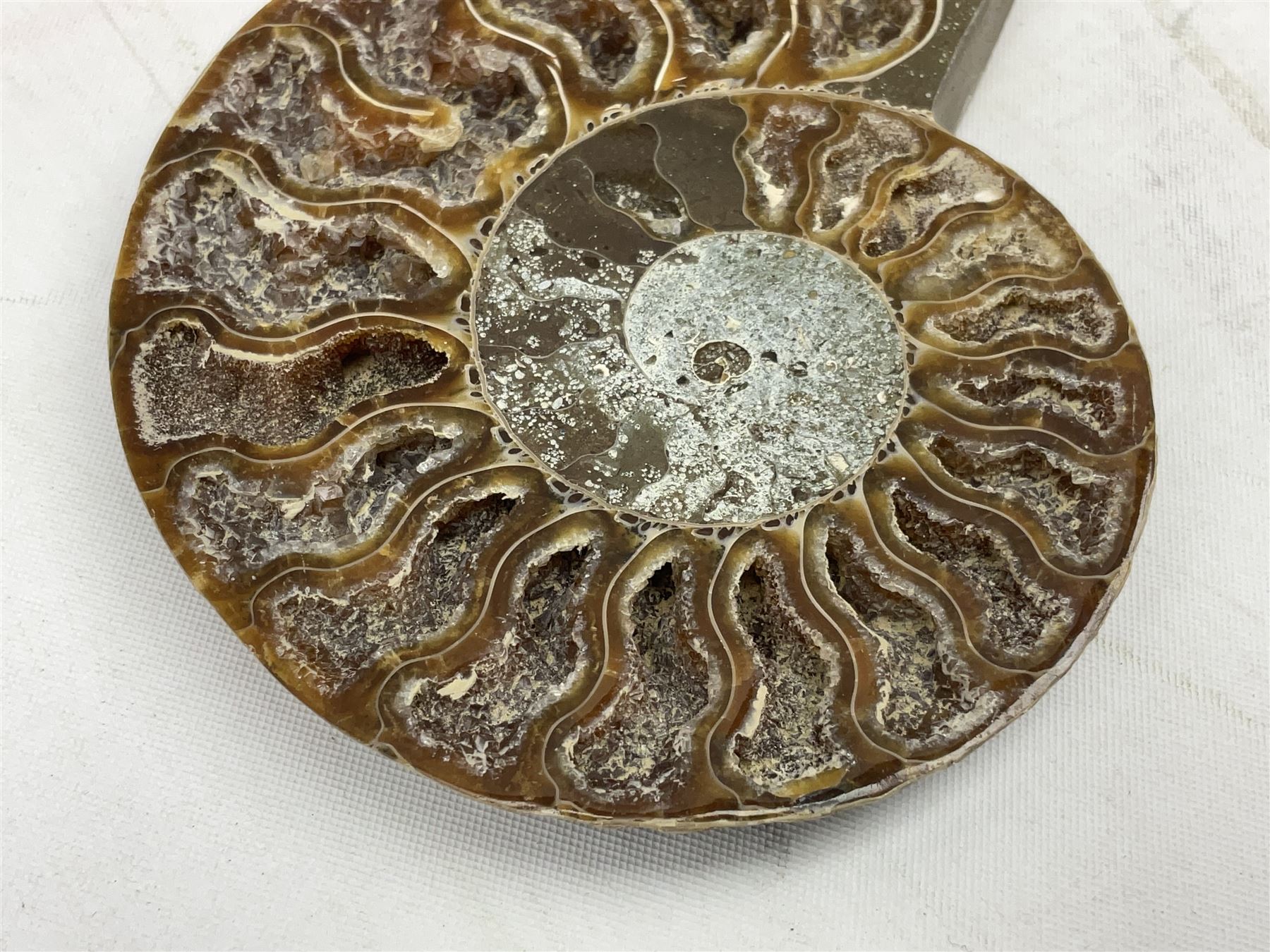 Paleontology: fossilized African Cleoniceras ammonite - Image 4 of 7