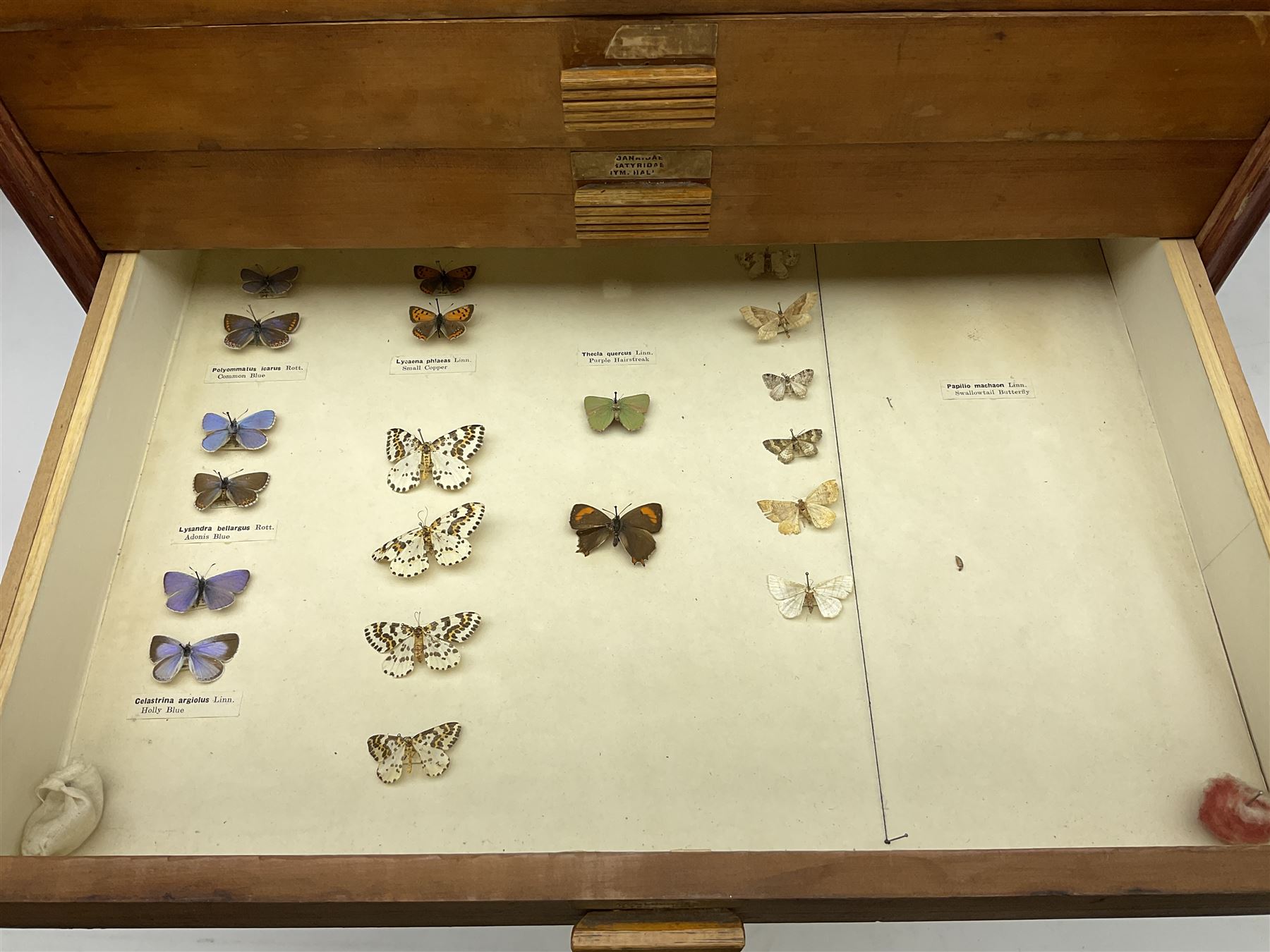 Entomology: collector's table top cabinet of assorted butterfly and moth specimens - Image 7 of 11