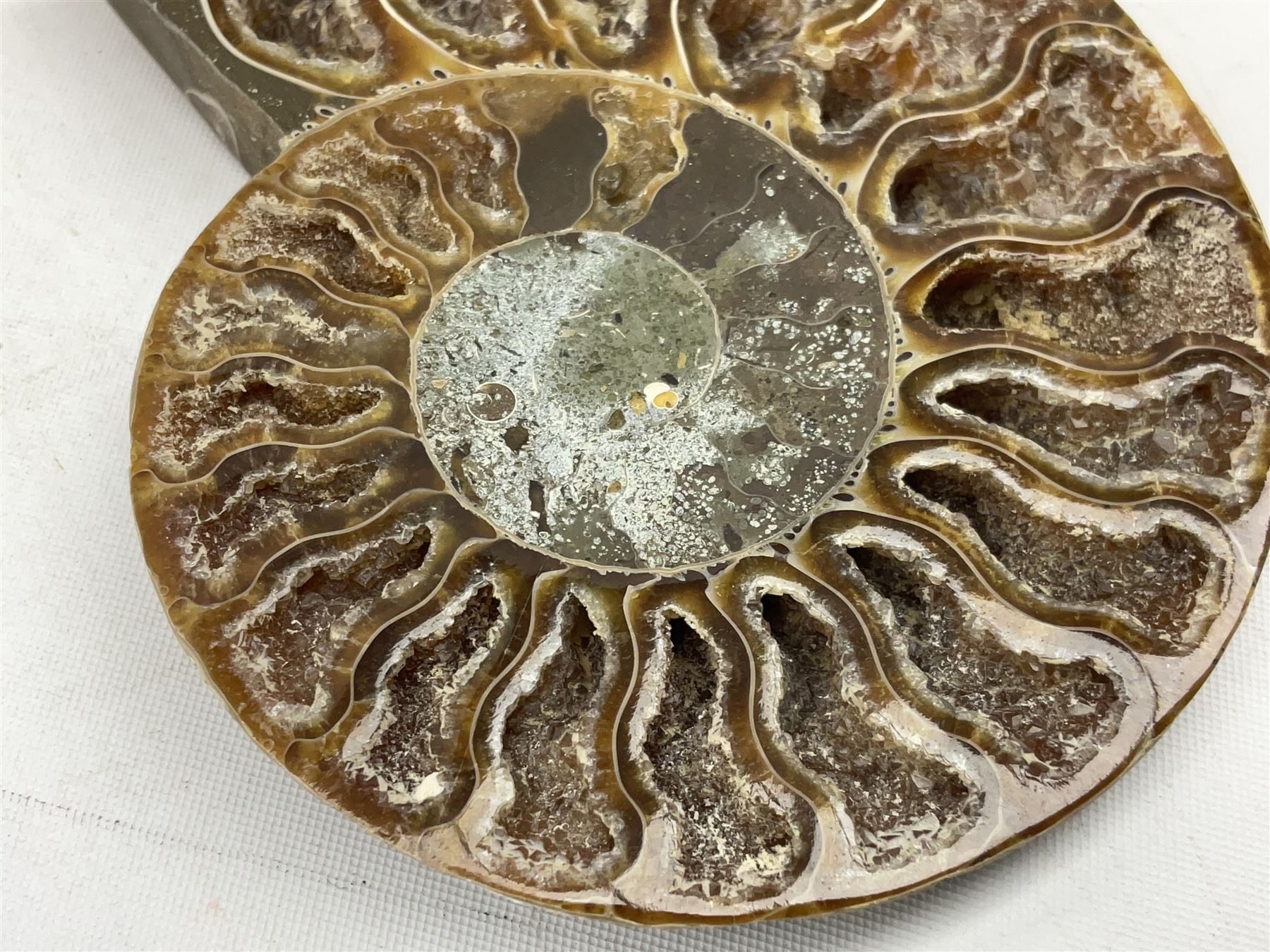 Paleontology: fossilized African Cleoniceras ammonite - Image 2 of 7