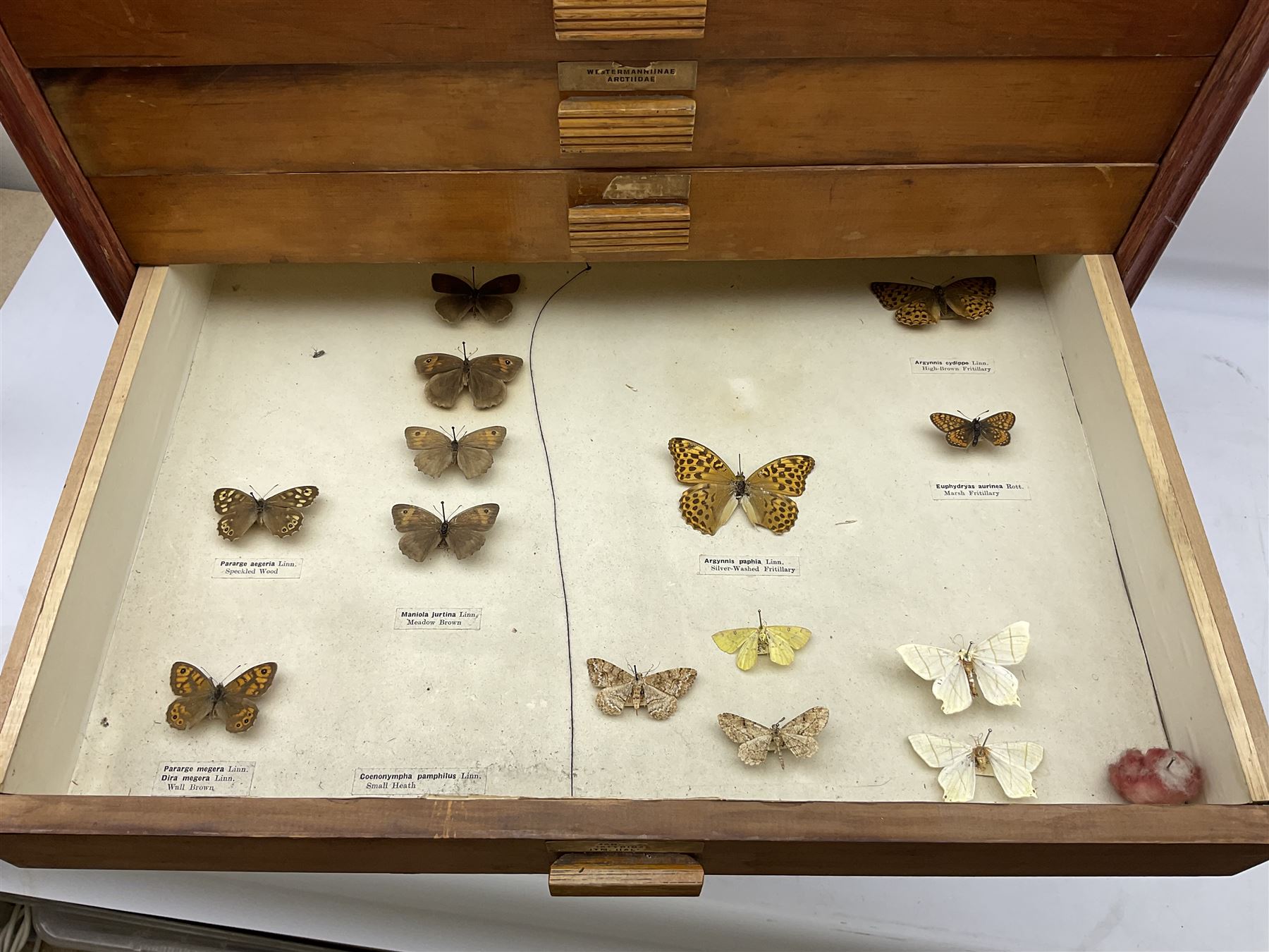 Entomology: collector's table top cabinet of assorted butterfly and moth specimens - Image 6 of 11