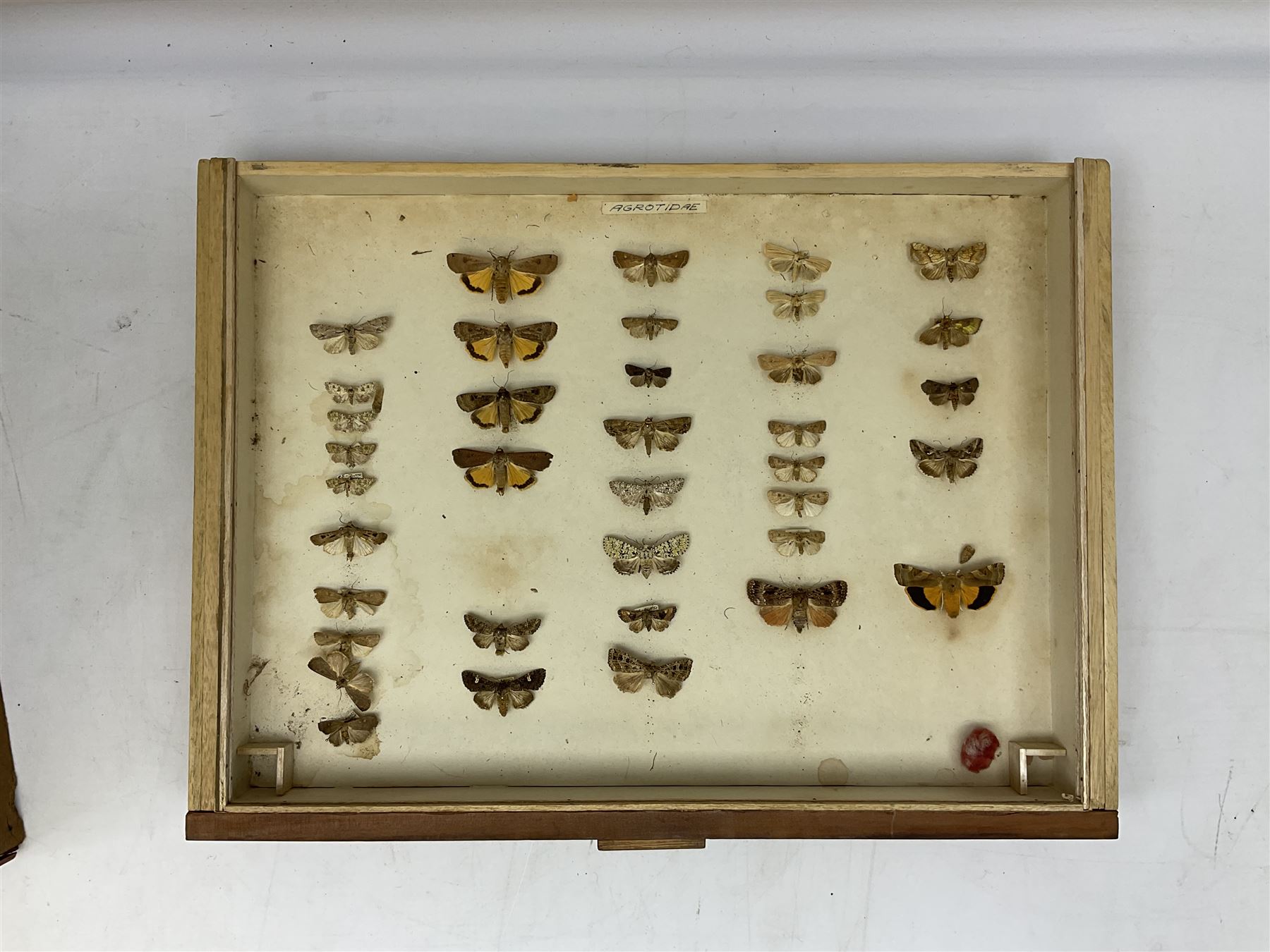 Entomology: collector's table top cabinet of assorted butterfly and moth specimens - Image 3 of 11