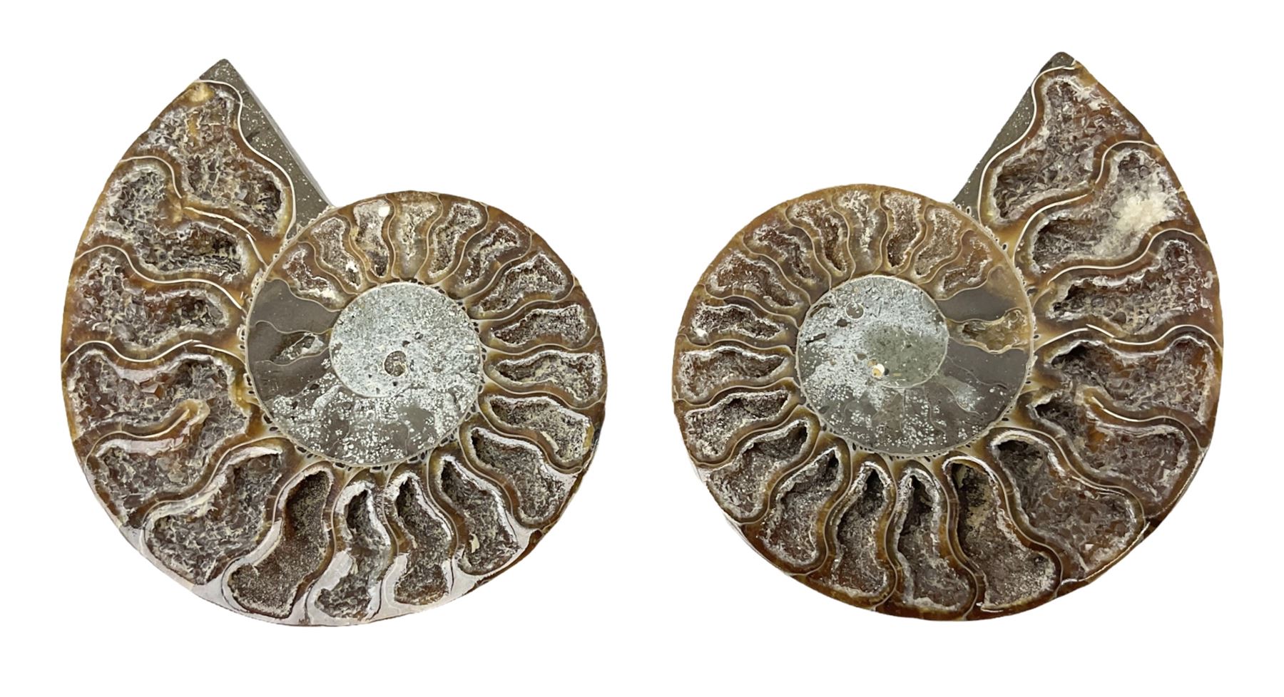 Paleontology: fossilized African Cleoniceras ammonite