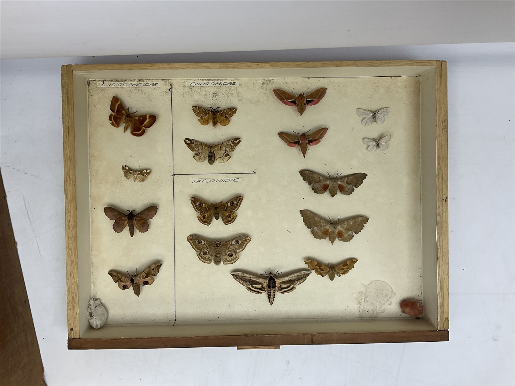 Entomology: collector's table top cabinet of assorted butterfly and moth specimens - Image 2 of 11