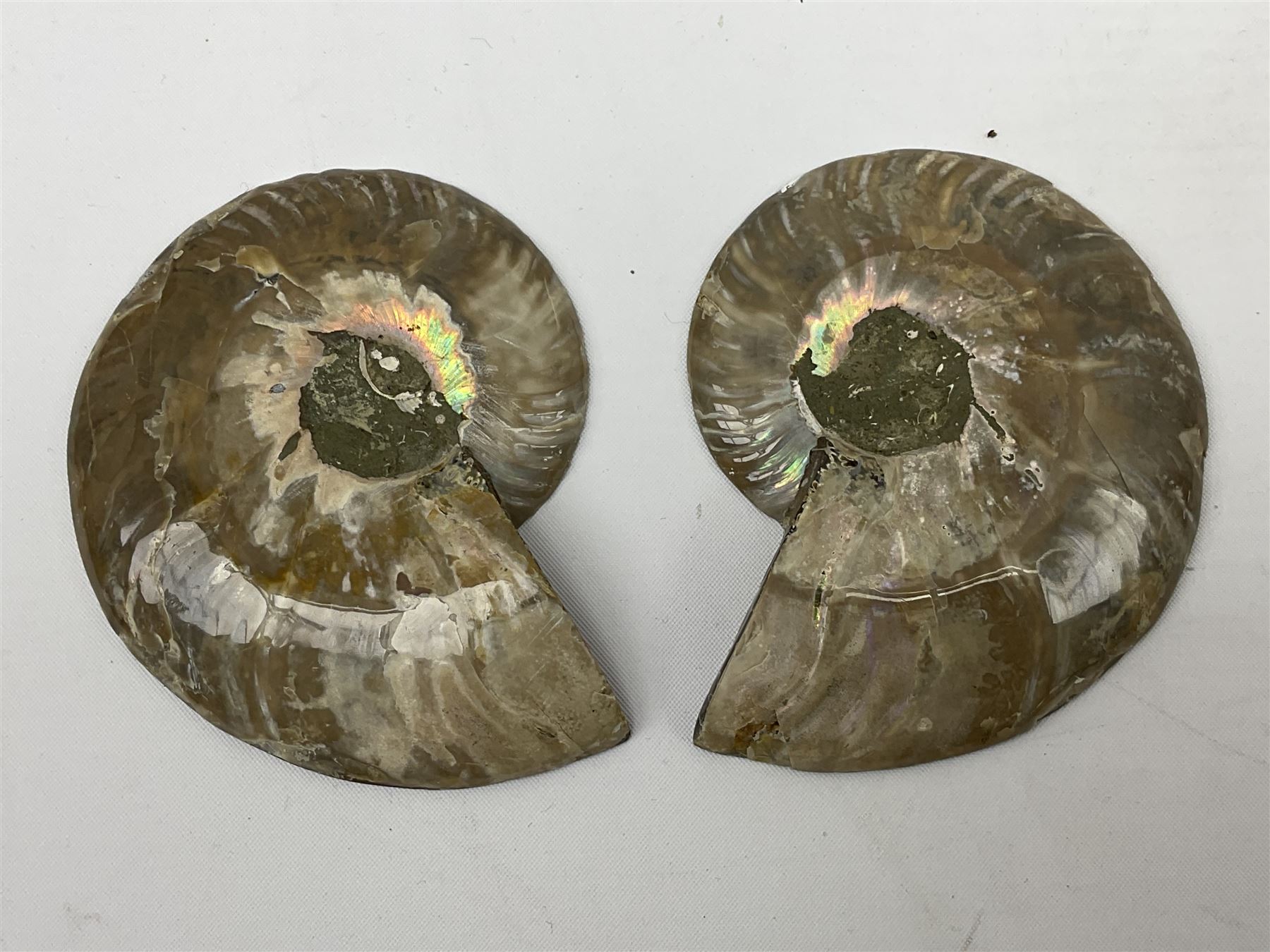 Paleontology: fossilized African Cleoniceras ammonite - Image 5 of 7