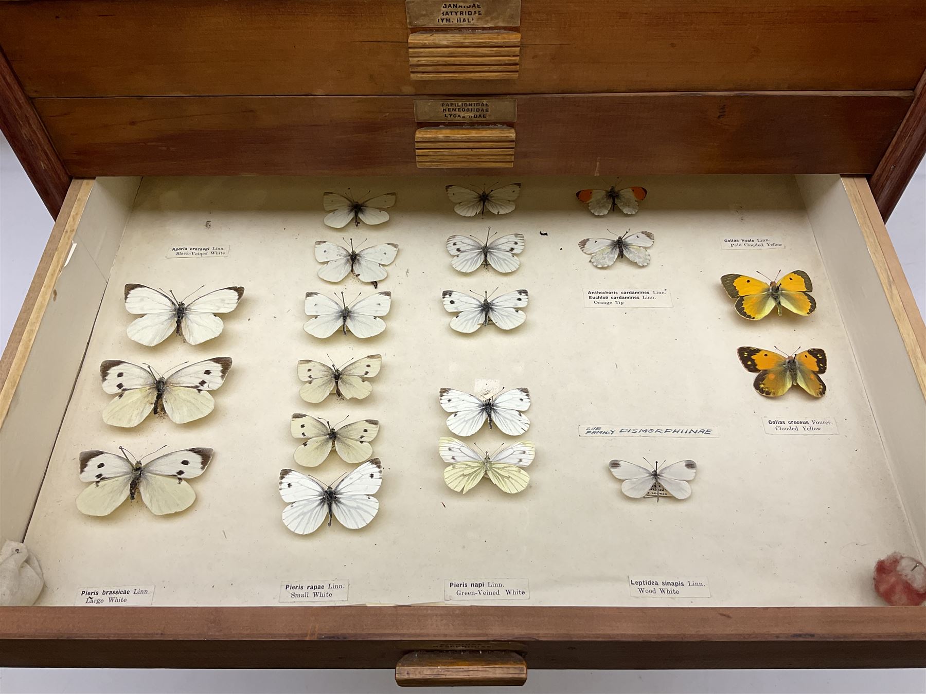 Entomology: collector's table top cabinet of assorted butterfly and moth specimens - Image 8 of 11