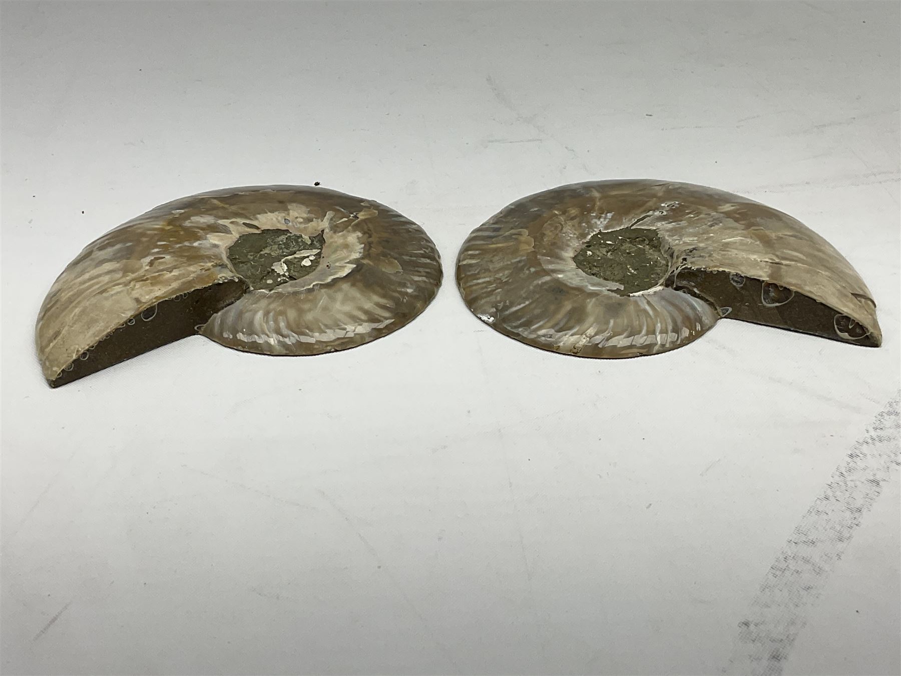 Paleontology: fossilized African Cleoniceras ammonite - Image 6 of 7