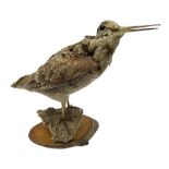 Taxidermy: Woodcock (Scolopax rusticola) standing on a log and grassy mound