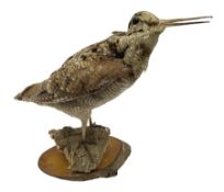Taxidermy: Woodcock (Scolopax rusticola) standing on a log and grassy mound
