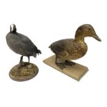 Taxidermy; Moorhen (Gallinula)