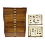 Entomology: collector's table top cabinet of assorted butterfly and moth specimens