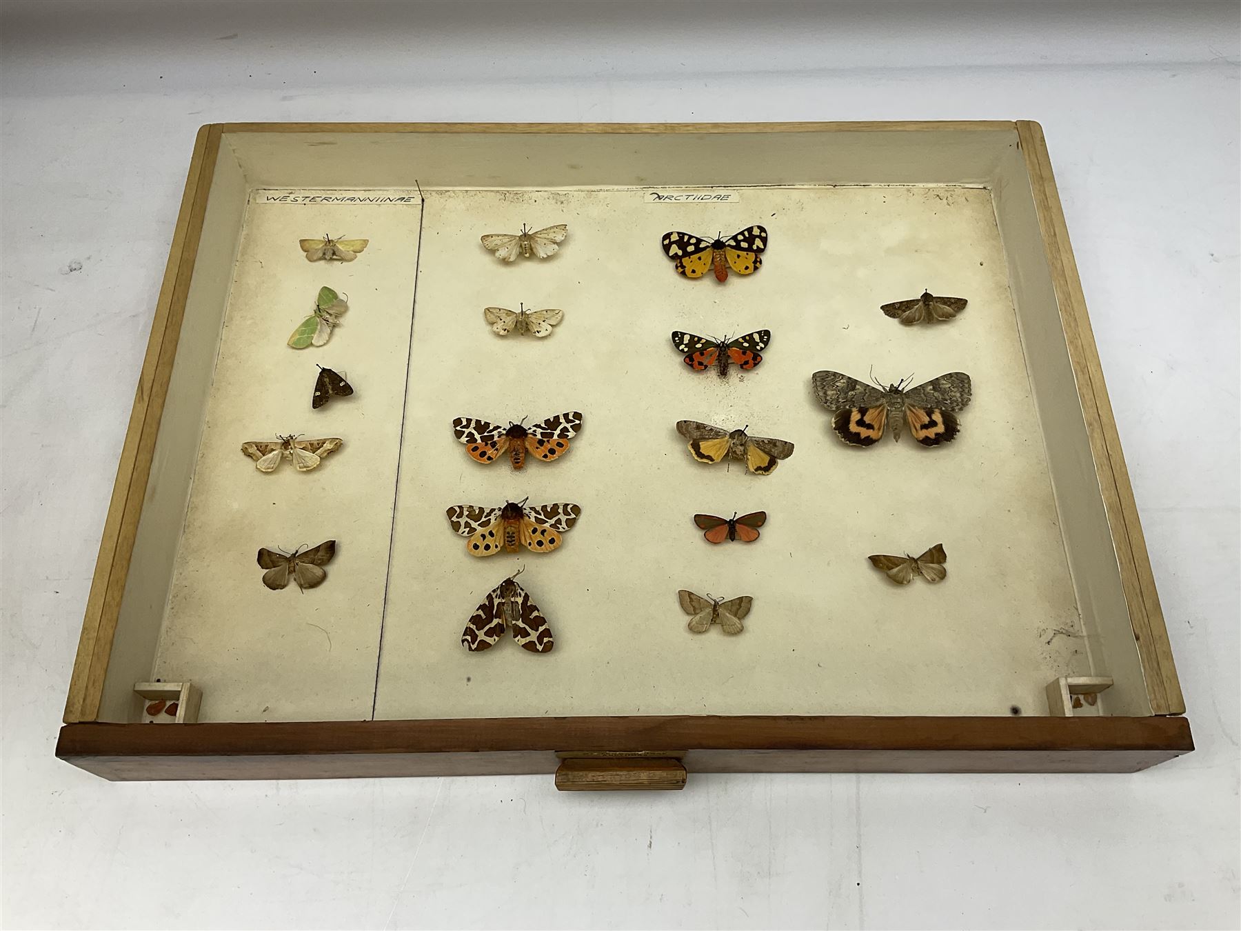 Entomology: collector's table top cabinet of assorted butterfly and moth specimens - Image 4 of 11