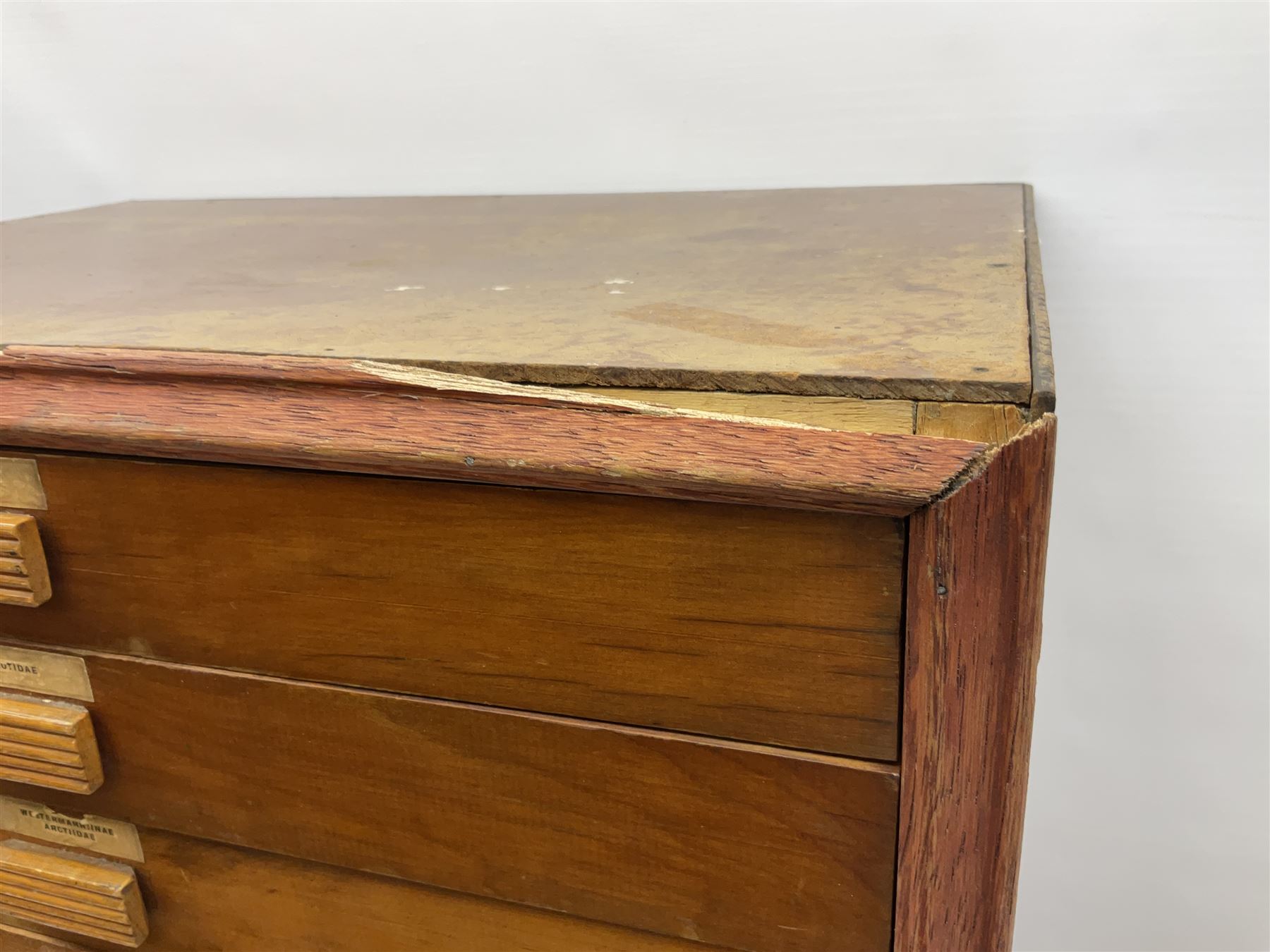 Entomology: collector's table top cabinet of assorted butterfly and moth specimens - Image 10 of 11