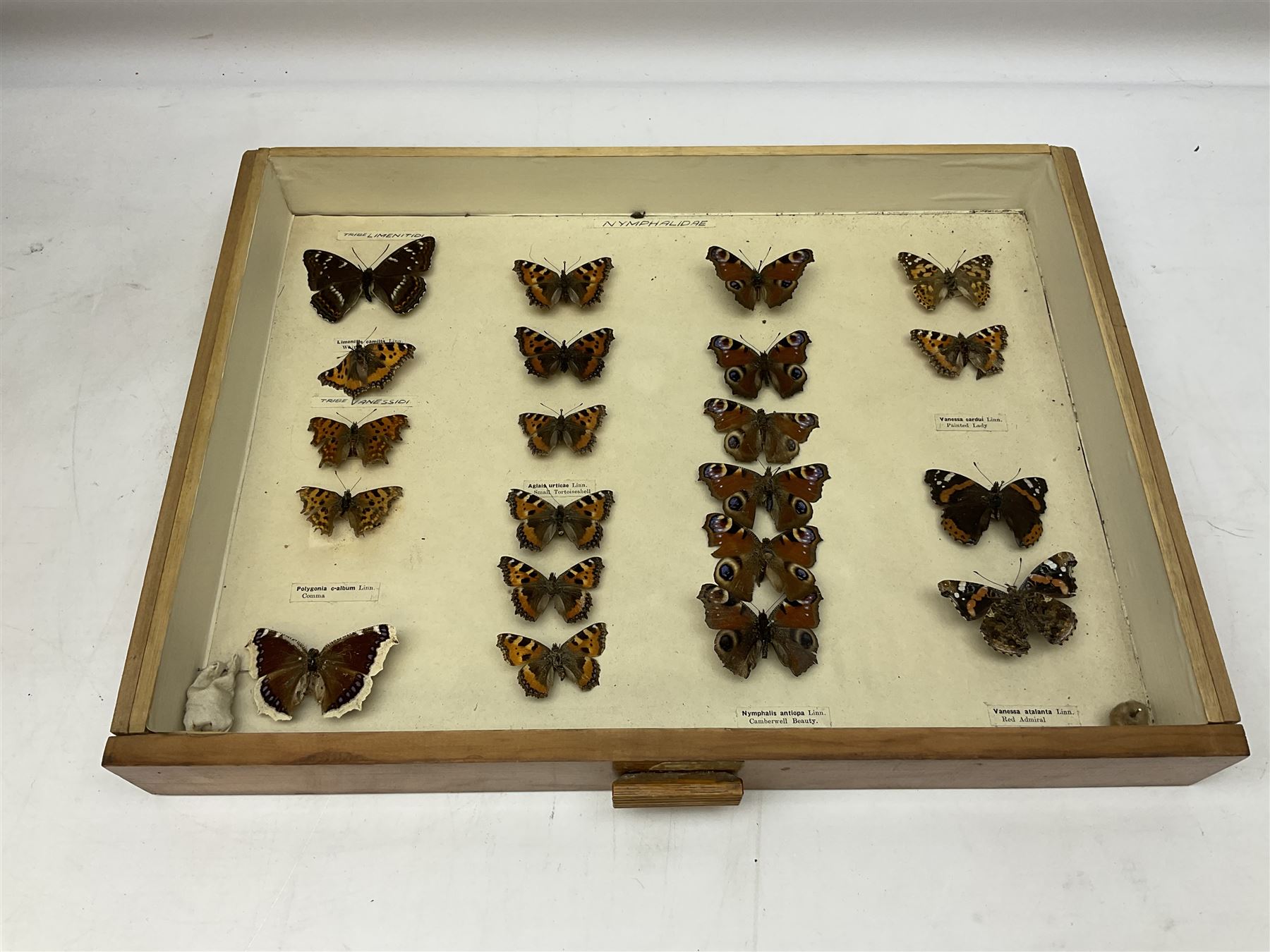 Entomology: collector's table top cabinet of assorted butterfly and moth specimens - Image 5 of 11