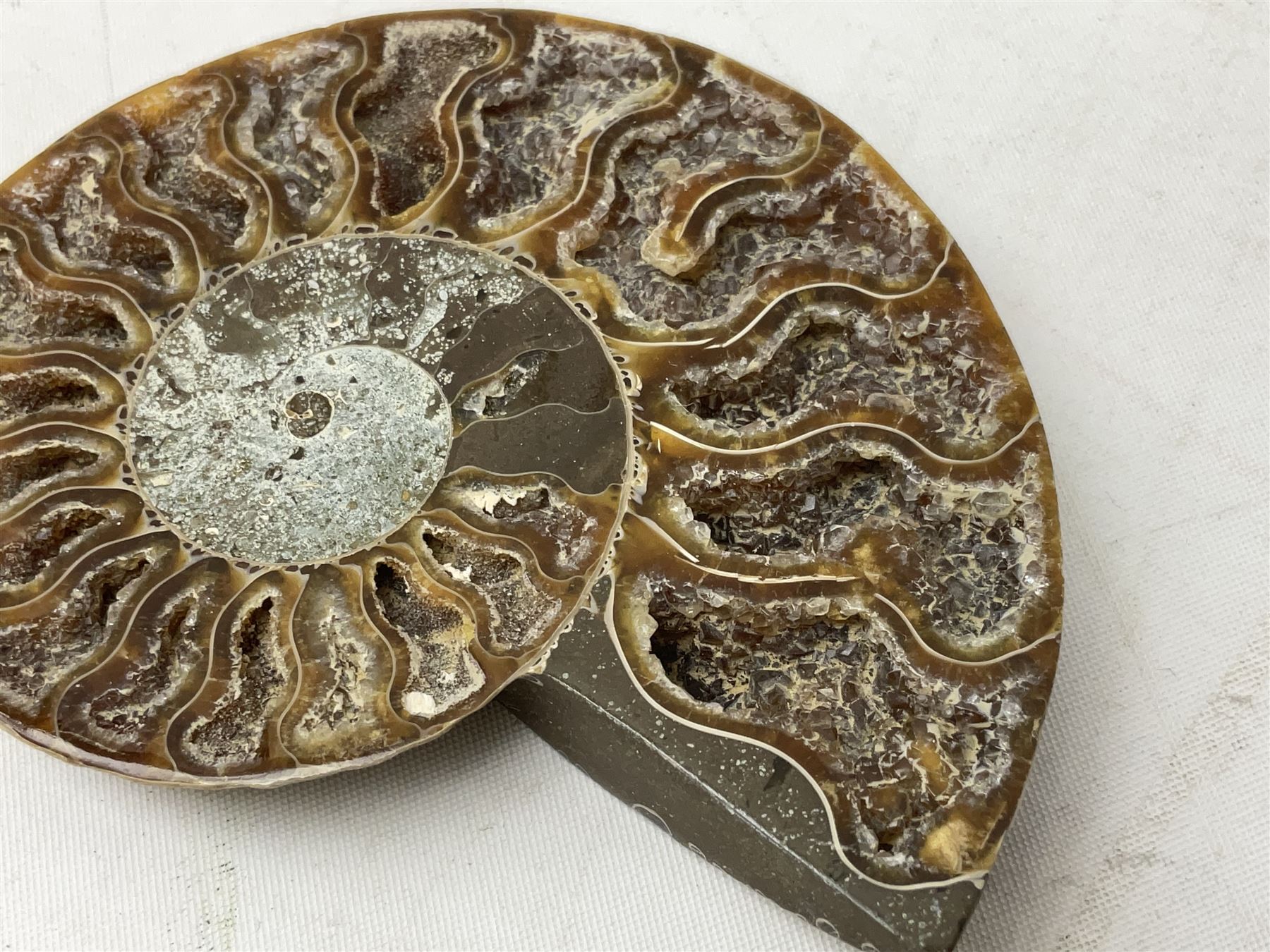 Paleontology: fossilized African Cleoniceras ammonite - Image 3 of 7