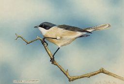 Gordon C Turton (British 1947-): 'Lesser Whitethroat'