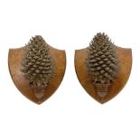 Pair of Pinus Coulteri cones