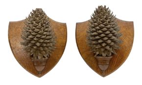 Pair of Pinus Coulteri cones