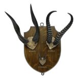 Antlers/horns; Bushbuck (Tragelaphus sylvaticus)