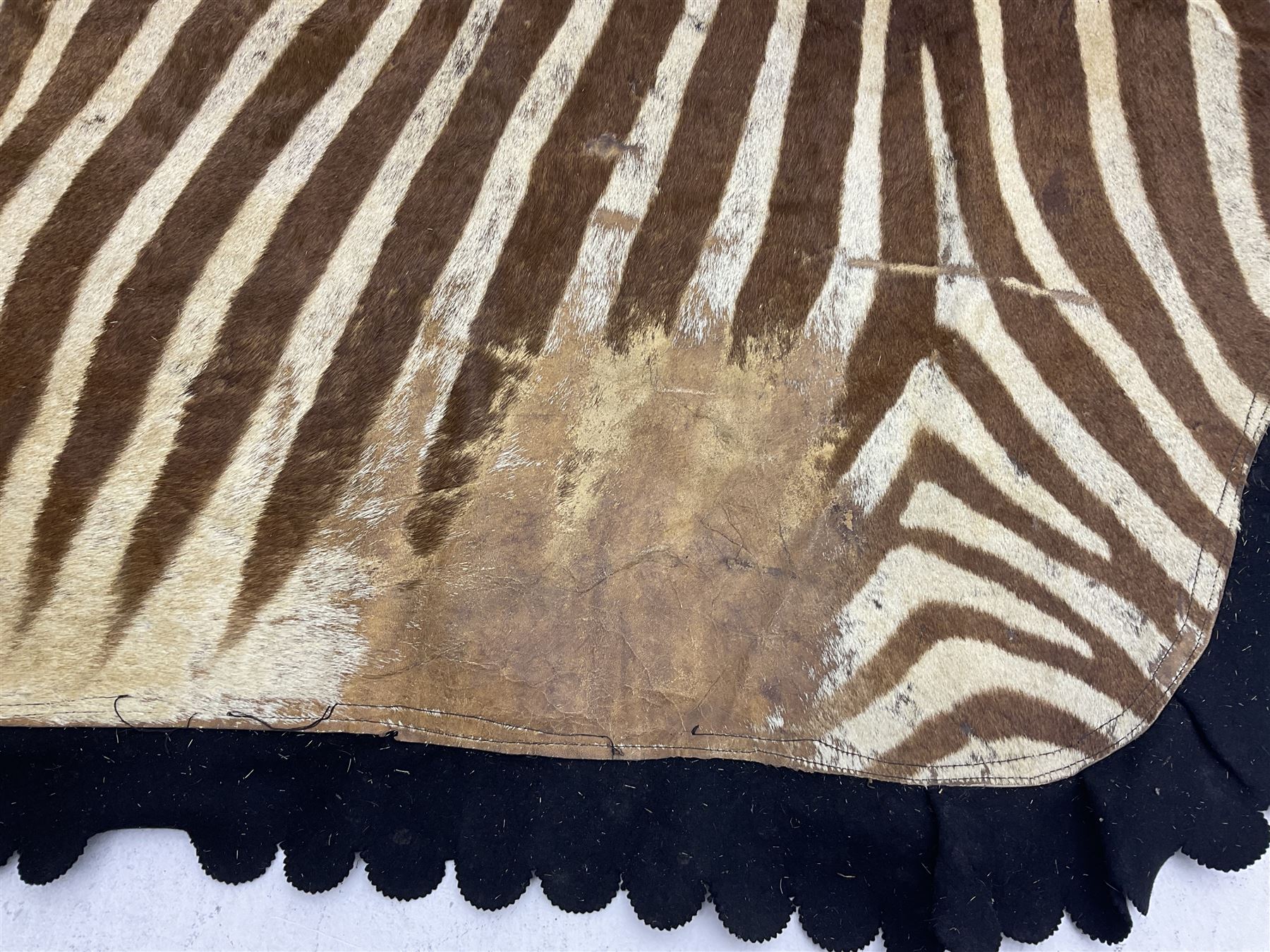 Taxidermy: Zebra hide rup (Equus quagga) - Image 2 of 7