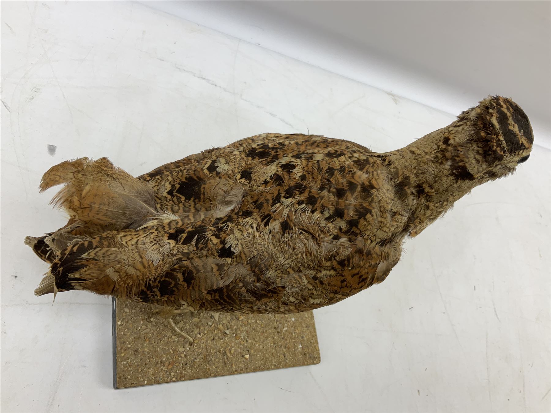 Taxidermy: Two Woodcock (Scolopax rusticola) - Image 6 of 11