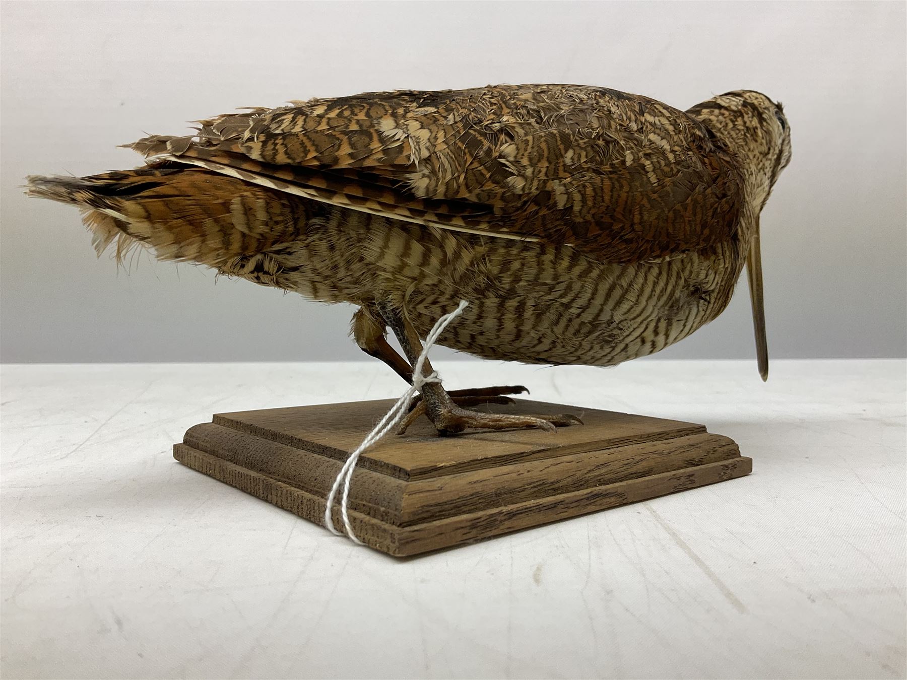 Taxidermy: Two Woodcock (Scolopax rusticola) - Image 3 of 11