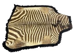 Taxidermy: Zebra hide rup (Equus quagga)