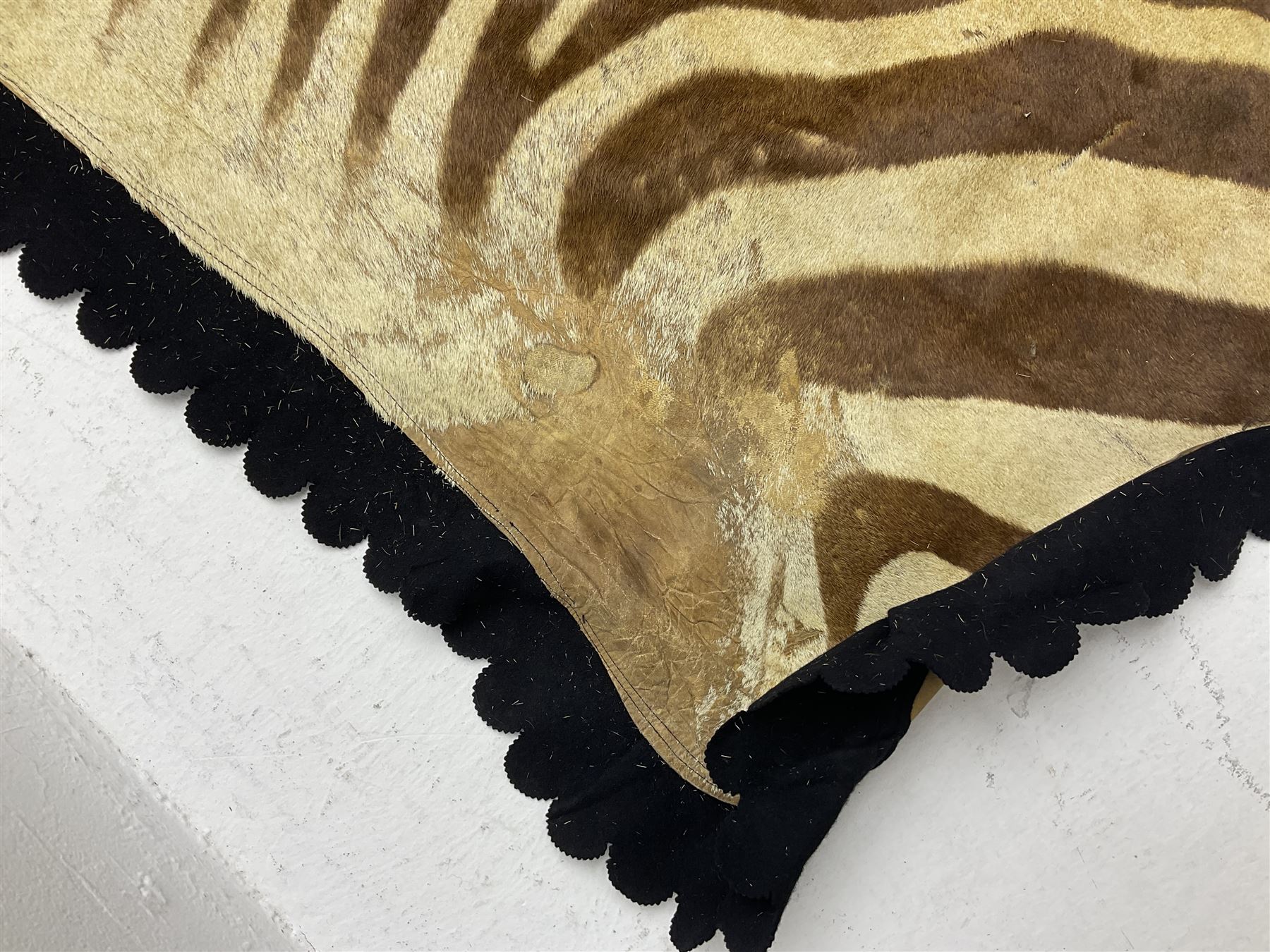 Taxidermy: Zebra hide rup (Equus quagga) - Image 5 of 7