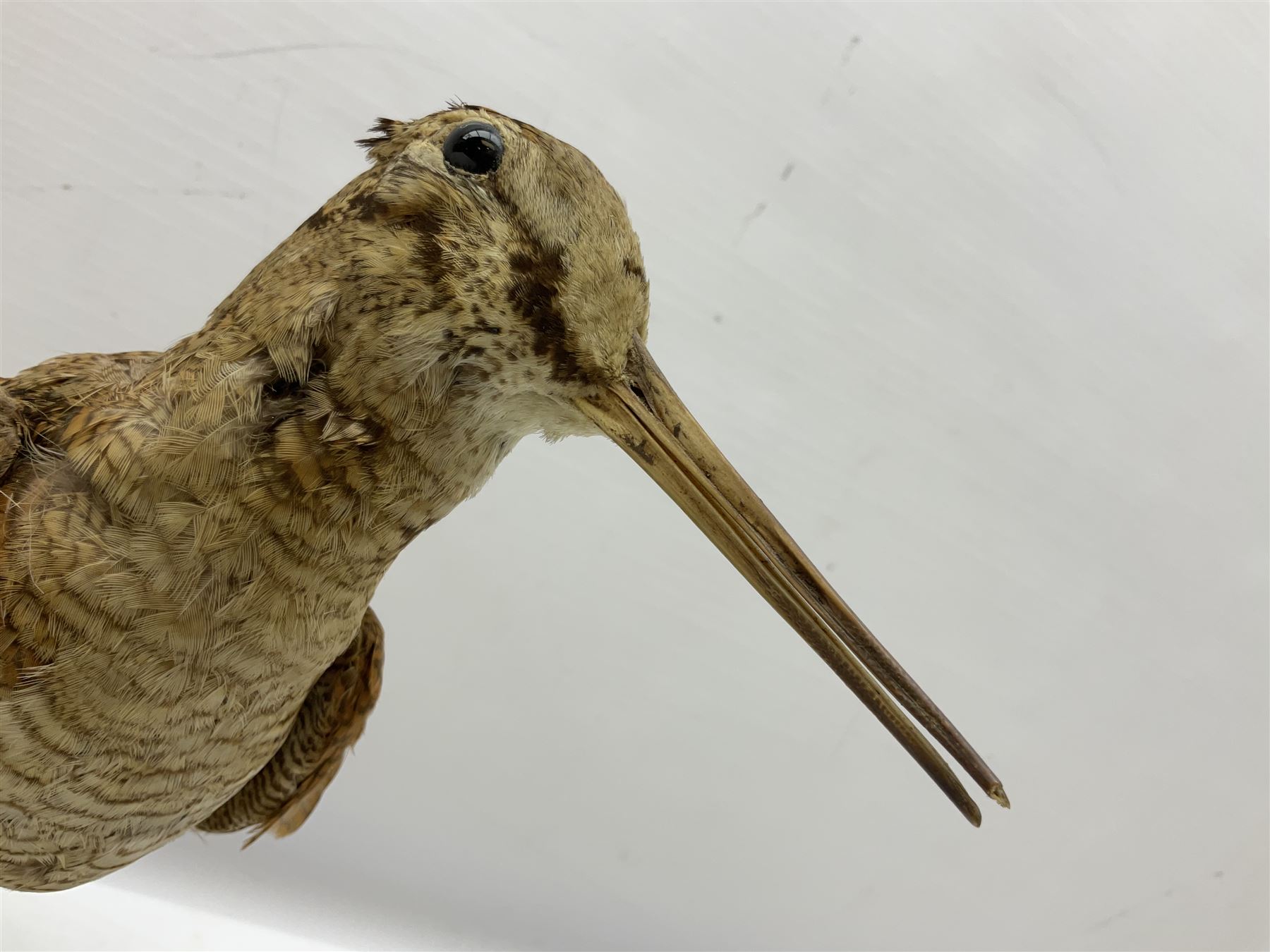 Taxidermy: Two Woodcock (Scolopax rusticola) - Image 11 of 11