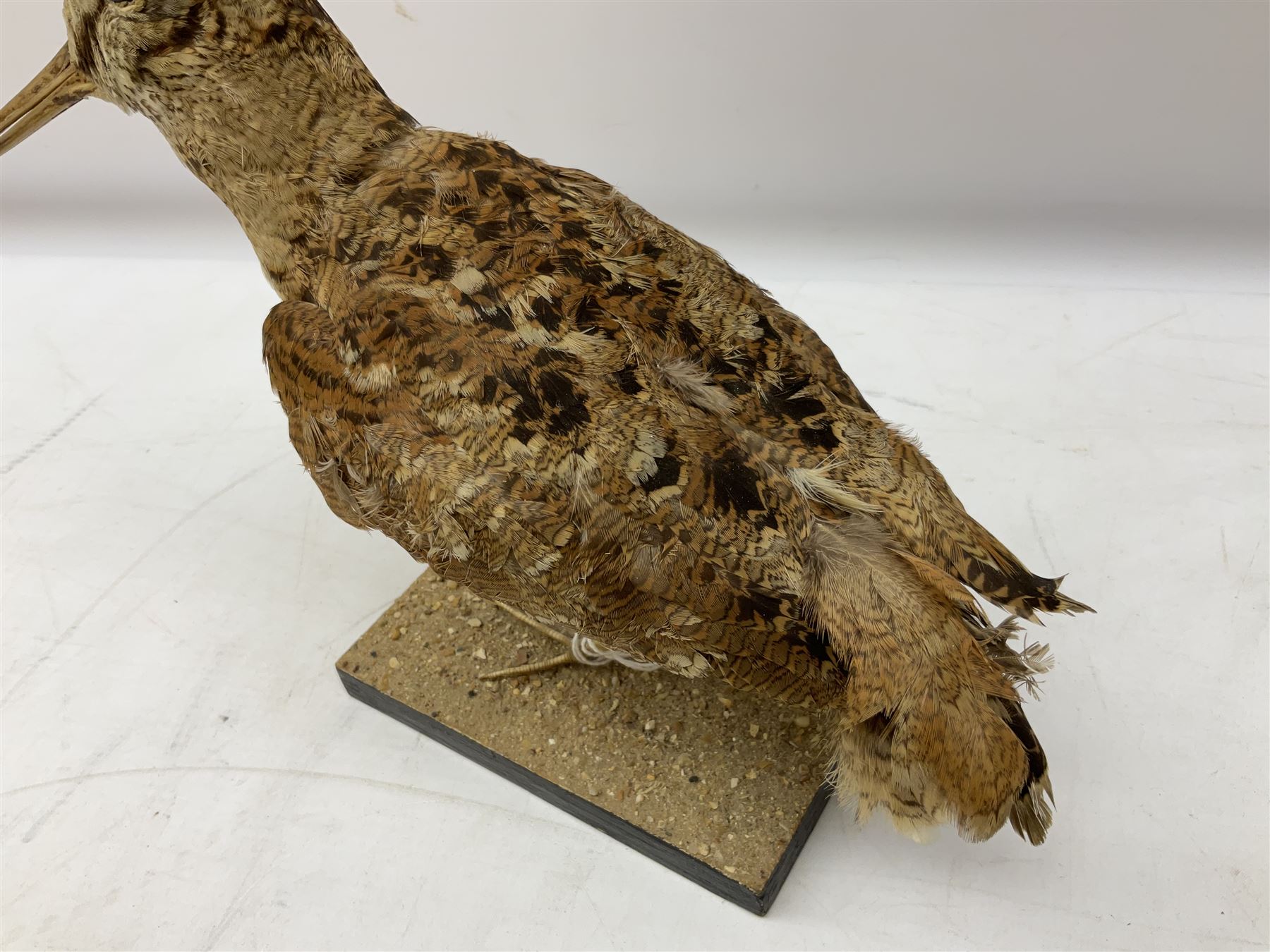 Taxidermy: Two Woodcock (Scolopax rusticola) - Image 8 of 11
