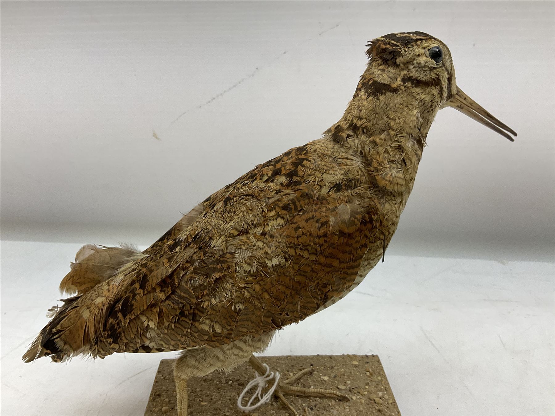 Taxidermy: Two Woodcock (Scolopax rusticola) - Image 7 of 11