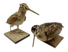 Taxidermy: Two Woodcock (Scolopax rusticola)