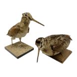 Taxidermy: Two Woodcock (Scolopax rusticola)