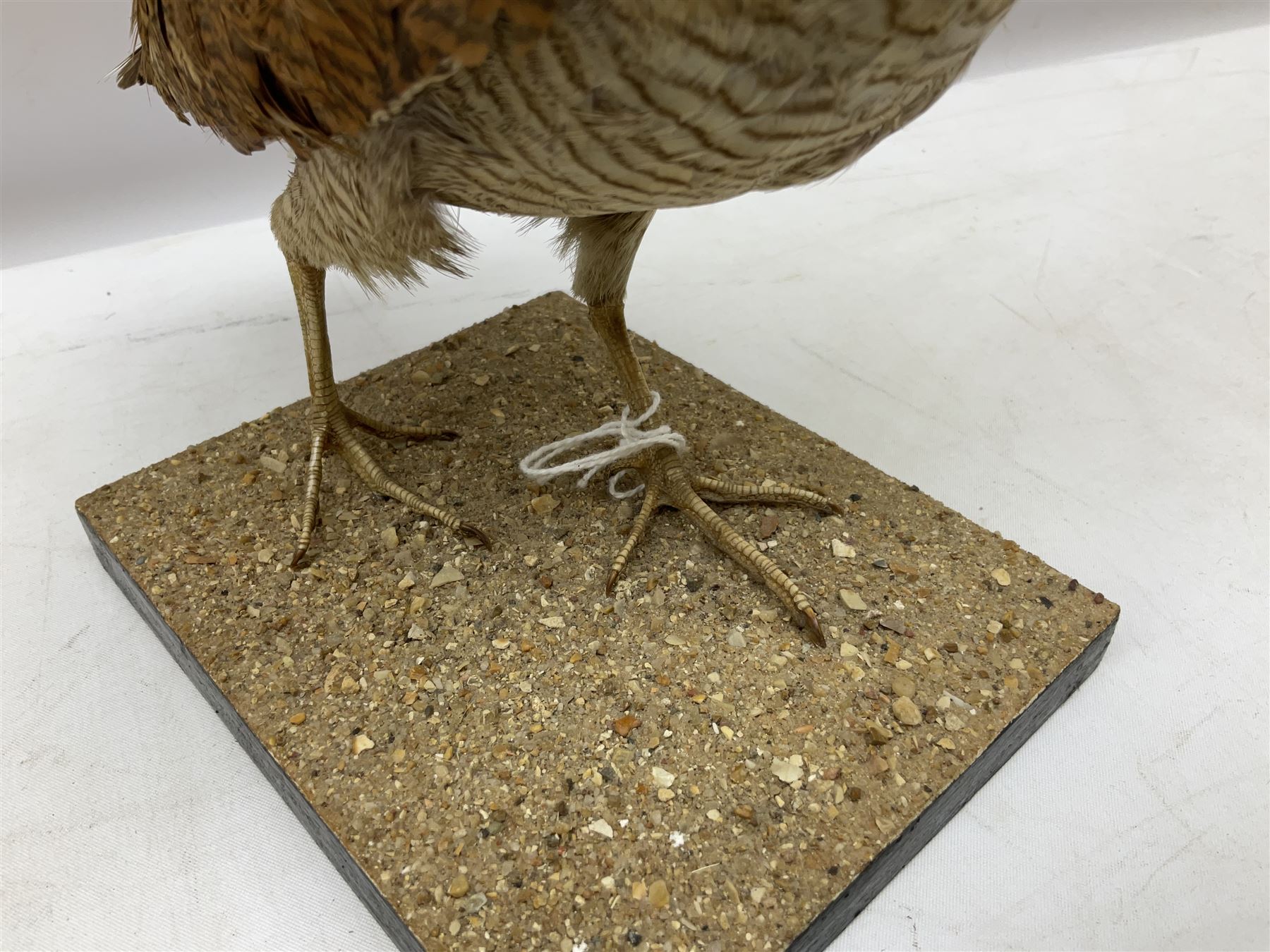 Taxidermy: Two Woodcock (Scolopax rusticola) - Image 9 of 11