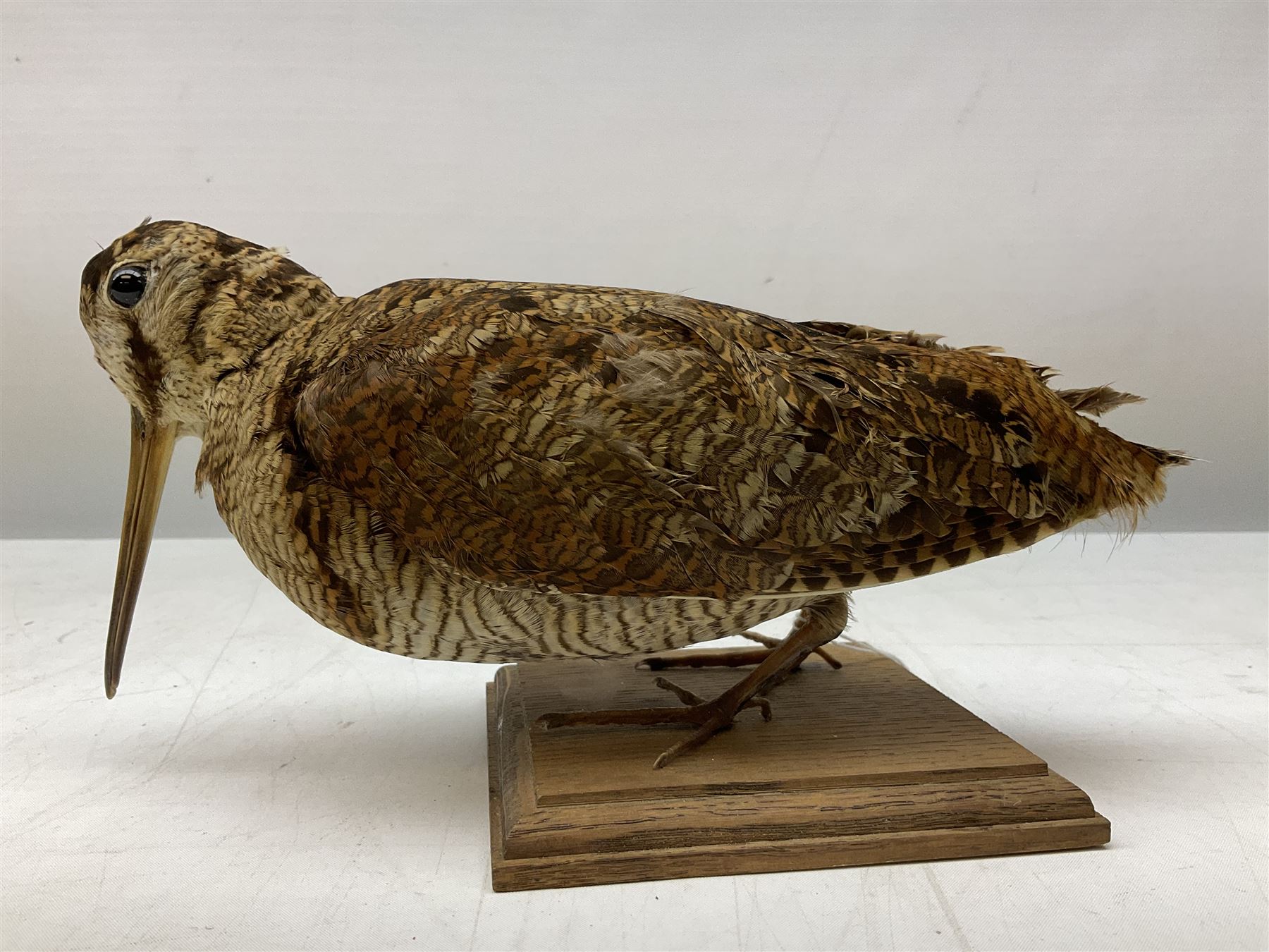 Taxidermy: Two Woodcock (Scolopax rusticola) - Image 10 of 11