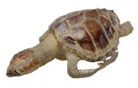 Taxidermy: Hawksbill Sea Turtle (Eretmochelys imbricata)