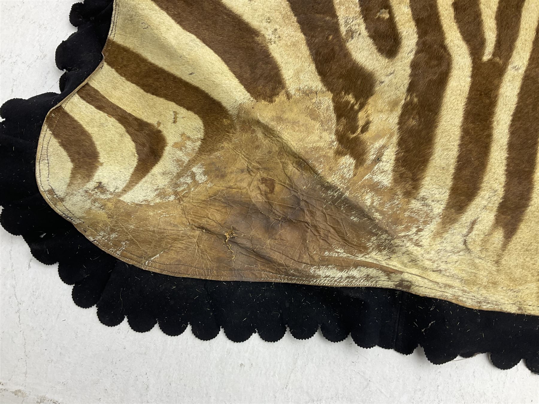 Taxidermy: Zebra hide rup (Equus quagga) - Image 4 of 7