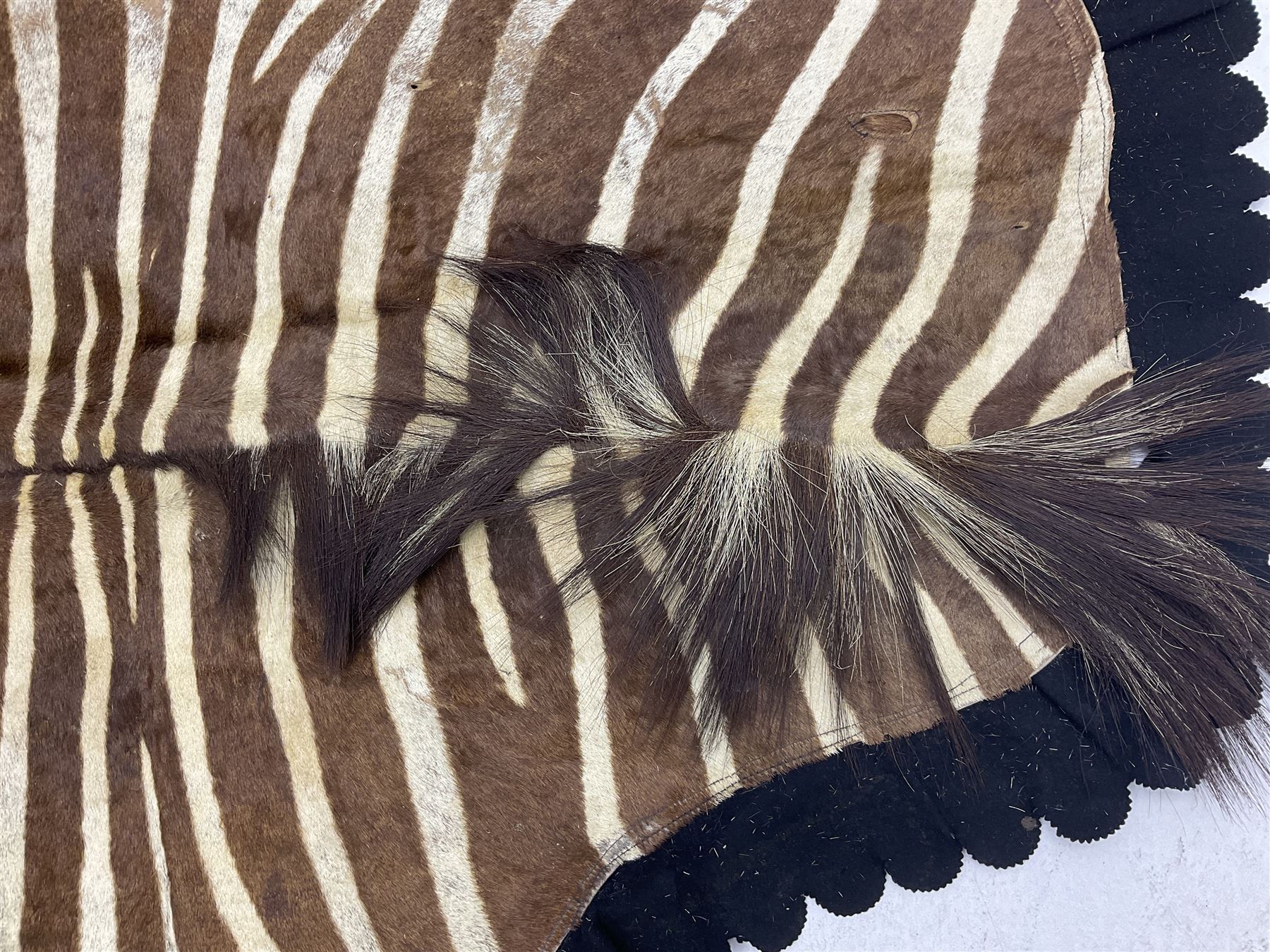 Taxidermy: Zebra hide rup (Equus quagga) - Image 3 of 7
