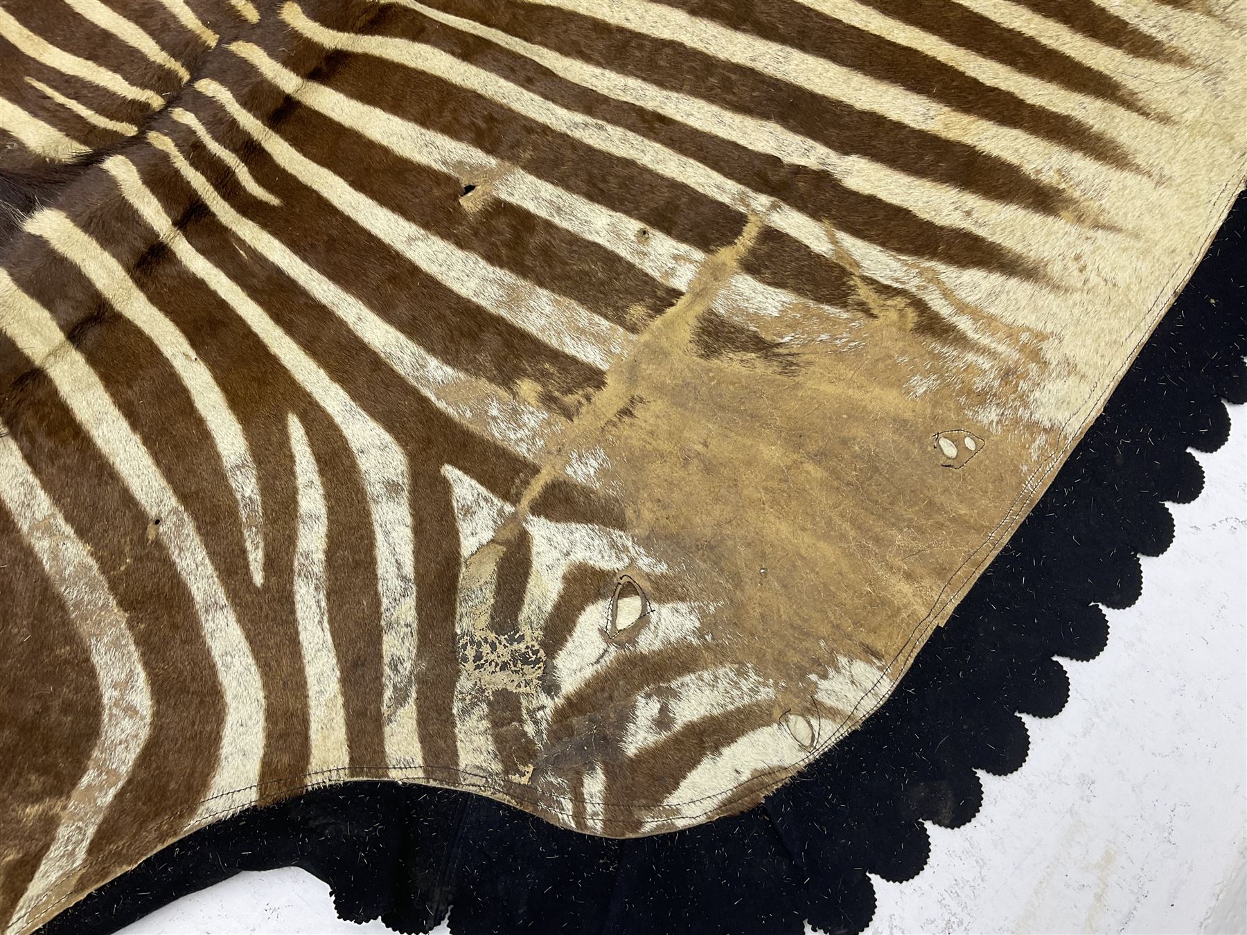 Taxidermy: Zebra hide rup (Equus quagga) - Image 7 of 7