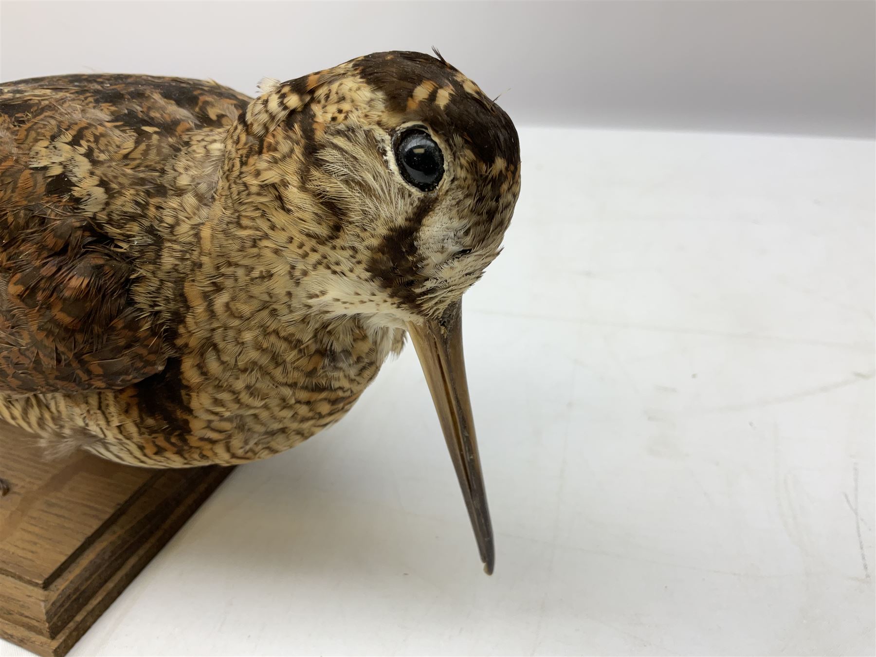 Taxidermy: Two Woodcock (Scolopax rusticola) - Image 5 of 11